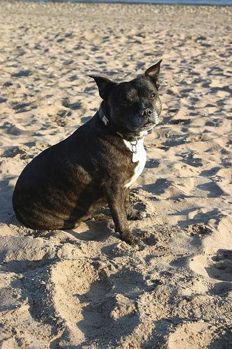 https://images.dog.ceo/breeds/bullterrier-staffordshire/n02093256_8205.jpg