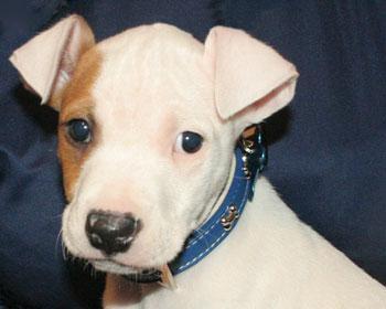 https://images.dog.ceo/breeds/bullterrier-staffordshire/n02093256_9796.jpg