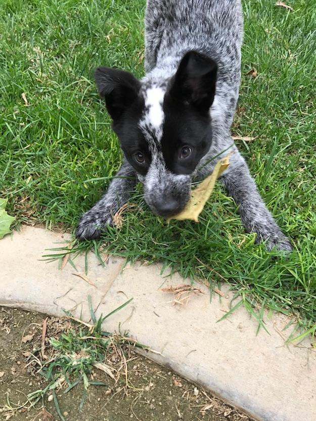 https://images.dog.ceo/breeds/cattledog-australian/IMG_0206.jpg