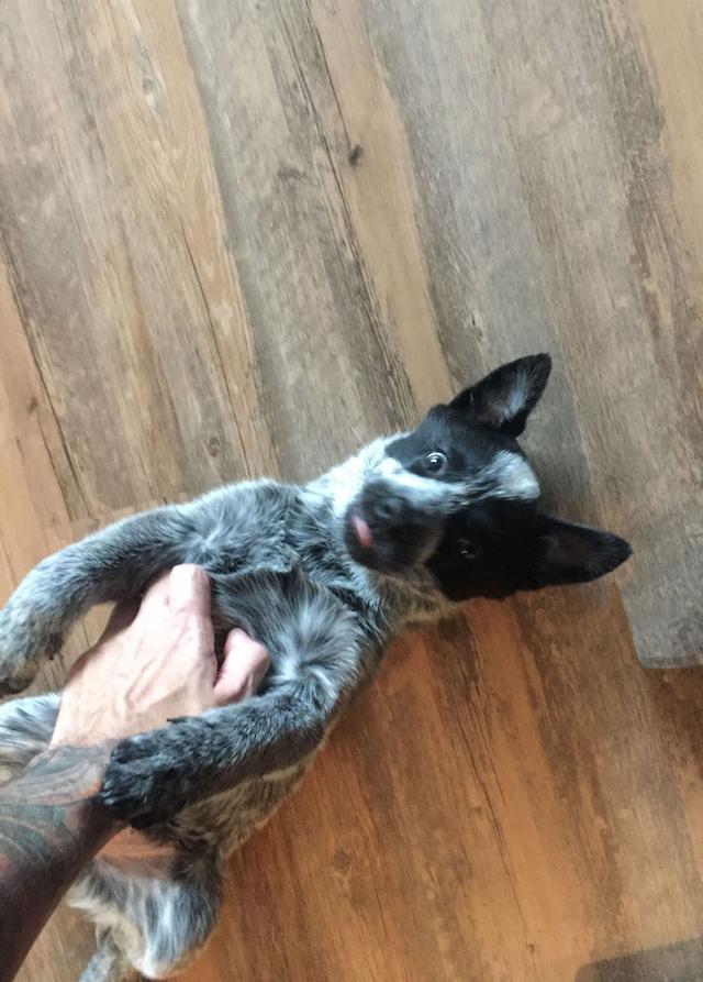 https://images.dog.ceo/breeds/cattledog-australian/IMG_1062.jpg