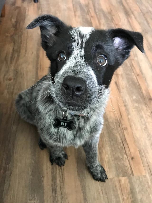 https://images.dog.ceo/breeds/cattledog-australian/IMG_1211.jpg