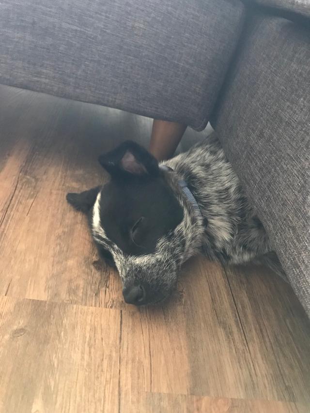 https://images.dog.ceo/breeds/cattledog-australian/IMG_1418.jpg