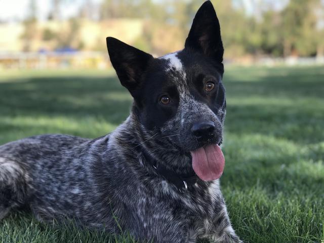 https://images.dog.ceo/breeds/cattledog-australian/IMG_2432.jpg