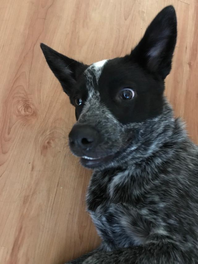 https://images.dog.ceo/breeds/cattledog-australian/IMG_3469.jpg