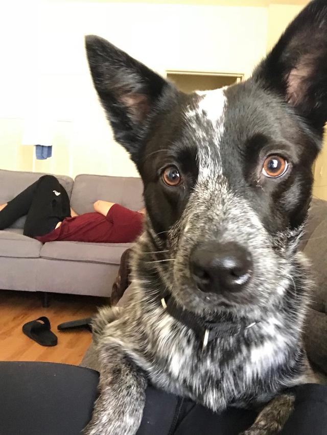 https://images.dog.ceo/breeds/cattledog-australian/IMG_4379.jpg