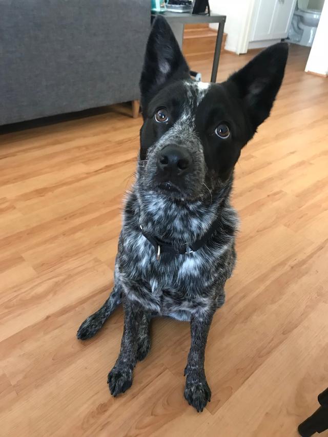 https://images.dog.ceo/breeds/cattledog-australian/IMG_4386.jpg