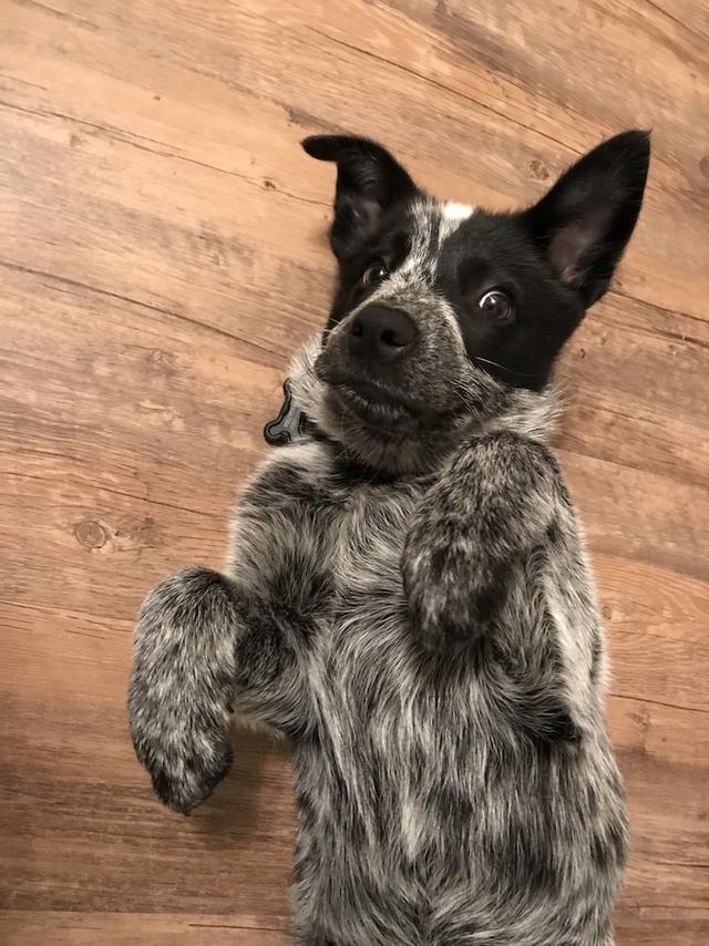 https://images.dog.ceo/breeds/cattledog-australian/IMG_4421.jpg