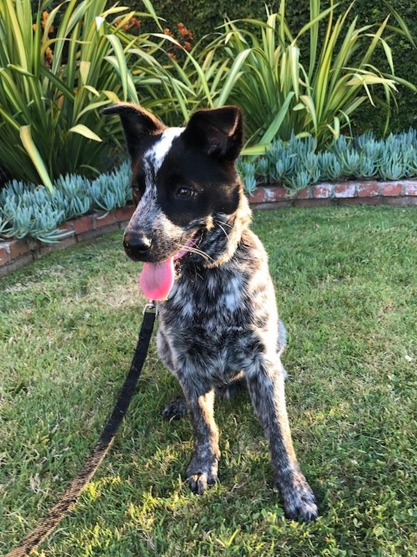 https://images.dog.ceo/breeds/cattledog-australian/IMG_5481.jpg