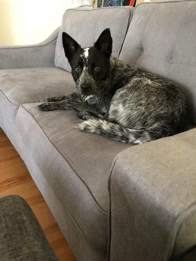 https://images.dog.ceo/breeds/cattledog-australian/IMG_7506.jpg