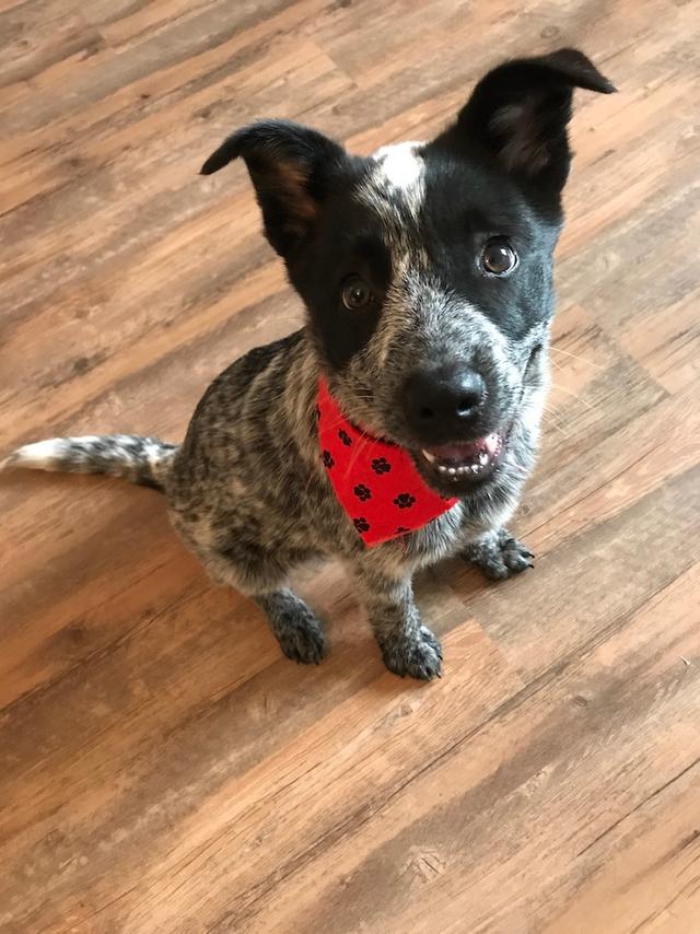 https://images.dog.ceo/breeds/cattledog-australian/IMG_9350.jpg