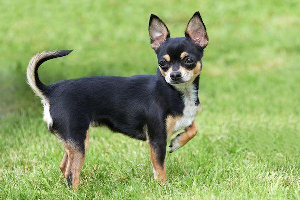 https://images.dog.ceo/breeds/chihuahua/black_chihuahua.jpg