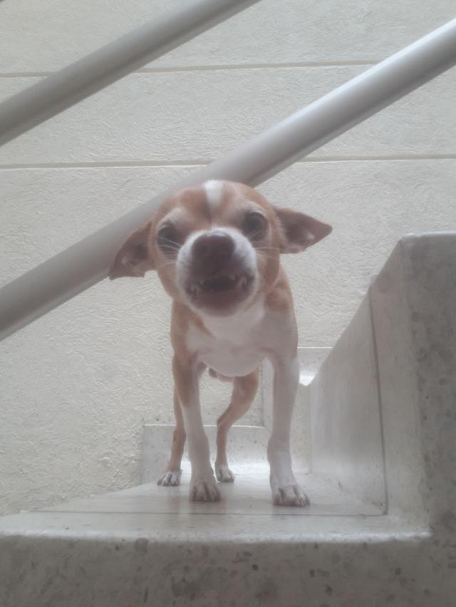 https://images.dog.ceo/breeds/chihuahua/marto.jpg