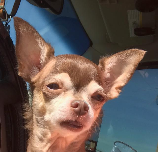 https://images.dog.ceo/breeds/chihuahua/msdaisy.jpg