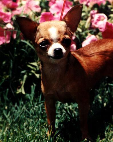 https://images.dog.ceo/breeds/chihuahua/n02085620_10131.jpg