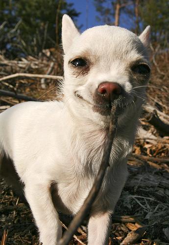 https://images.dog.ceo/breeds/chihuahua/n02085620_1073.jpg