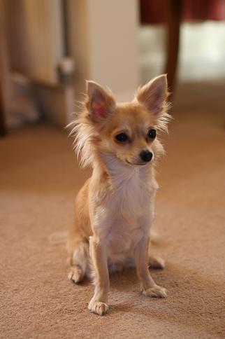 https://images.dog.ceo/breeds/chihuahua/n02085620_10976.jpg