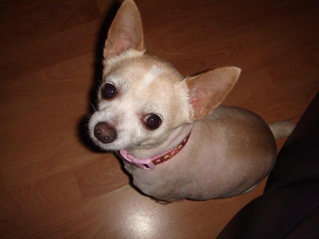 https://images.dog.ceo/breeds/chihuahua/n02085620_11696.jpg