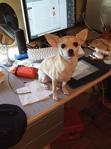 https://images.dog.ceo/breeds/chihuahua/n02085620_11818.jpg