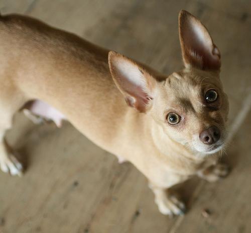 https://images.dog.ceo/breeds/chihuahua/n02085620_11948.jpg