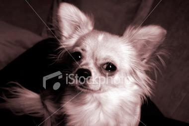 https://images.dog.ceo/breeds/chihuahua/n02085620_12101.jpg