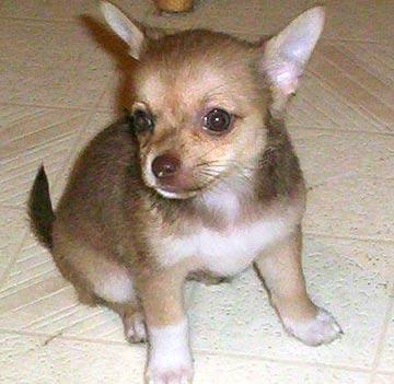 https://images.dog.ceo/breeds/chihuahua/n02085620_1271.jpg