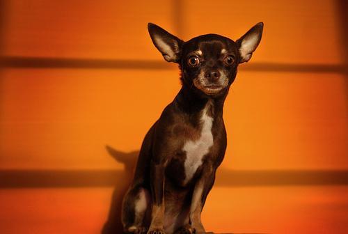 https://images.dog.ceo/breeds/chihuahua/n02085620_13151.jpg