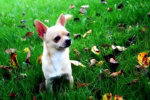 https://images.dog.ceo/breeds/chihuahua/n02085620_1321.jpg