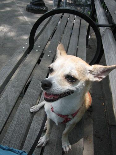 https://images.dog.ceo/breeds/chihuahua/n02085620_13964.jpg