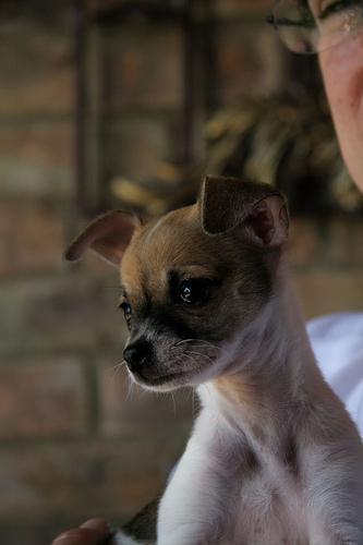 https://images.dog.ceo/breeds/chihuahua/n02085620_1455.jpg