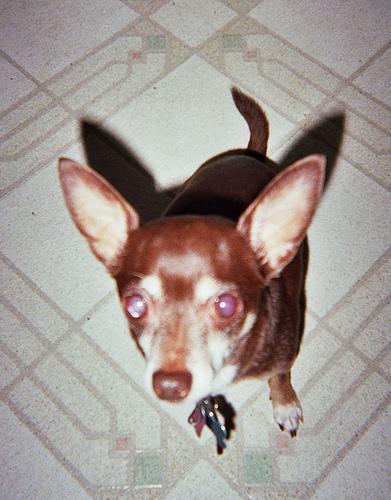 https://images.dog.ceo/breeds/chihuahua/n02085620_1765.jpg