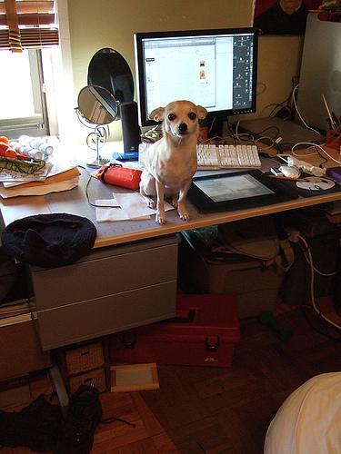 https://images.dog.ceo/breeds/chihuahua/n02085620_1862.jpg