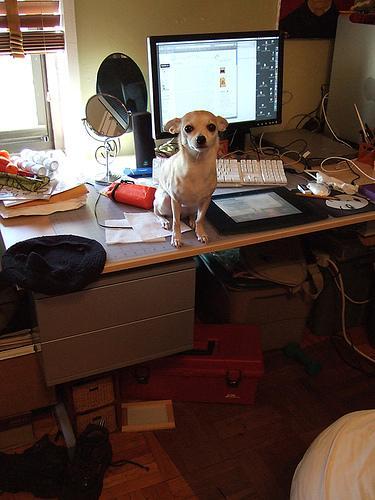 https://images.dog.ceo/breeds/chihuahua/n02085620_1862.jpg