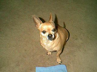 https://images.dog.ceo/breeds/chihuahua/n02085620_2706.jpg