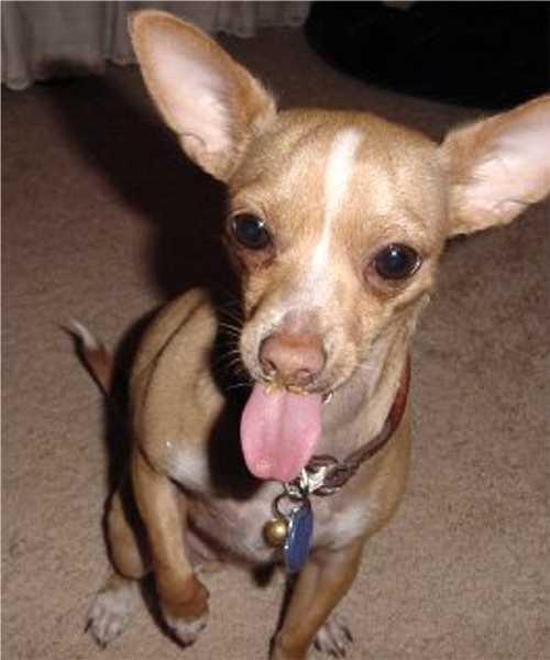 https://images.dog.ceo/breeds/chihuahua/n02085620_2815.jpg