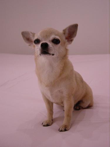 https://images.dog.ceo/breeds/chihuahua/n02085620_2973.jpg