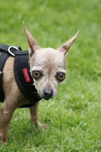 https://images.dog.ceo/breeds/chihuahua/n02085620_326.jpg