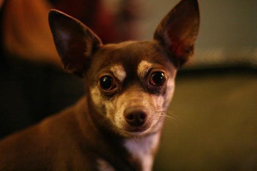 https://images.dog.ceo/breeds/chihuahua/n02085620_3409.jpg