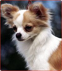 https://images.dog.ceo/breeds/chihuahua/n02085620_3593.jpg