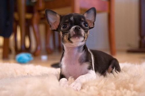 https://images.dog.ceo/breeds/chihuahua/n02085620_368.jpg