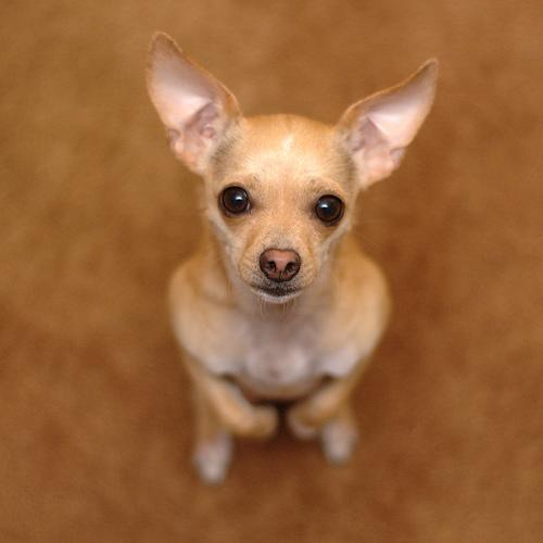 https://images.dog.ceo/breeds/chihuahua/n02085620_3681.jpg