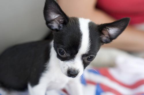 https://images.dog.ceo/breeds/chihuahua/n02085620_3826.jpg