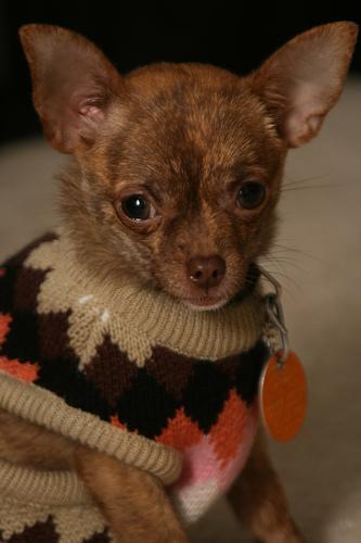 https://images.dog.ceo/breeds/chihuahua/n02085620_3877.jpg