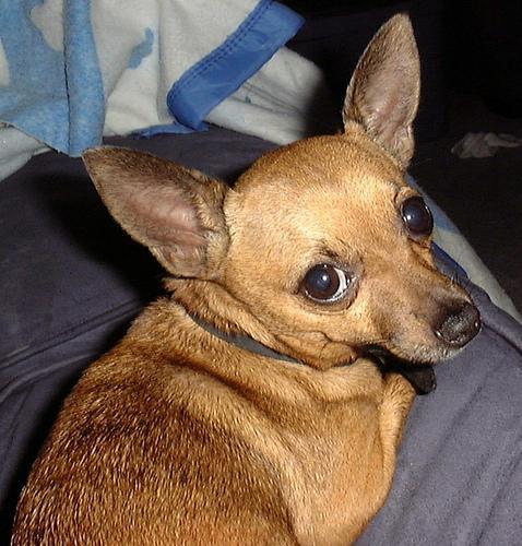 https://images.dog.ceo/breeds/chihuahua/n02085620_3942.jpg