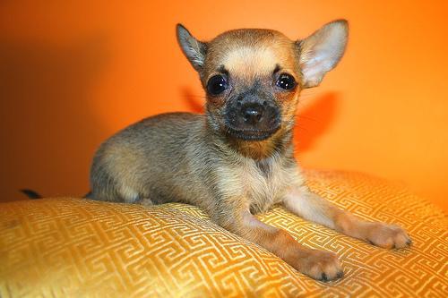 https://images.dog.ceo/breeds/chihuahua/n02085620_4207.jpg