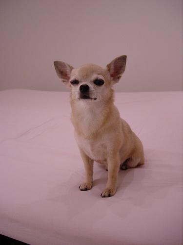 https://images.dog.ceo/breeds/chihuahua/n02085620_4441.jpg