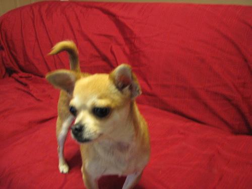 https://images.dog.ceo/breeds/chihuahua/n02085620_4673.jpg