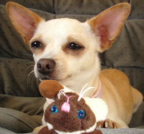 https://images.dog.ceo/breeds/chihuahua/n02085620_4875.jpg