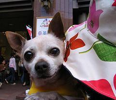 https://images.dog.ceo/breeds/chihuahua/n02085620_4919.jpg