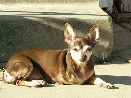 https://images.dog.ceo/breeds/chihuahua/n02085620_500.jpg