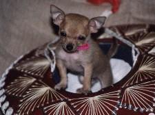 https://images.dog.ceo/breeds/chihuahua/n02085620_7292.jpg